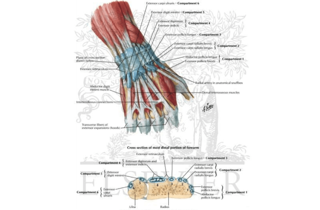 Exgtensor retinaculum