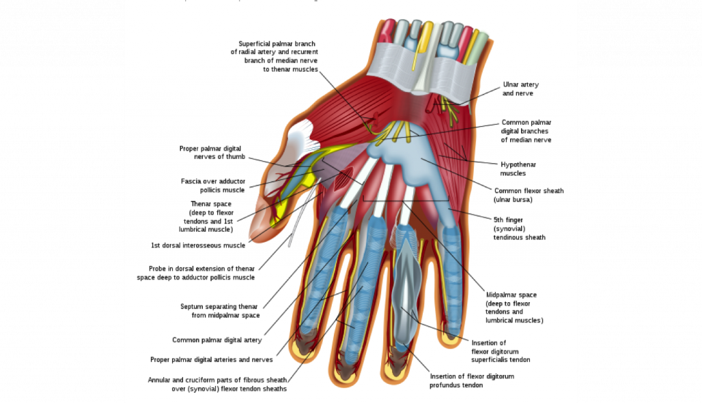 palmar spaces